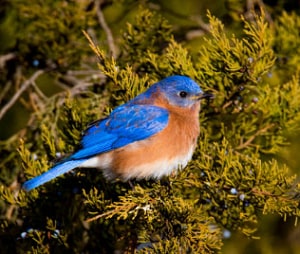 nevada-blue-bird