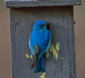 nevada-mountain-bluebird