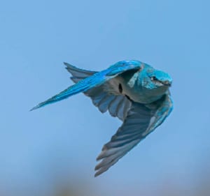 nevada-national-bird