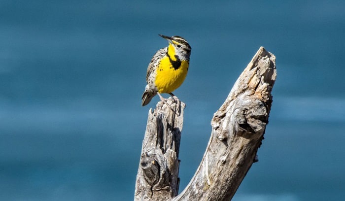 north-dakota-state-bird