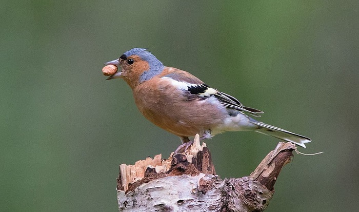 peanuts-for-birds