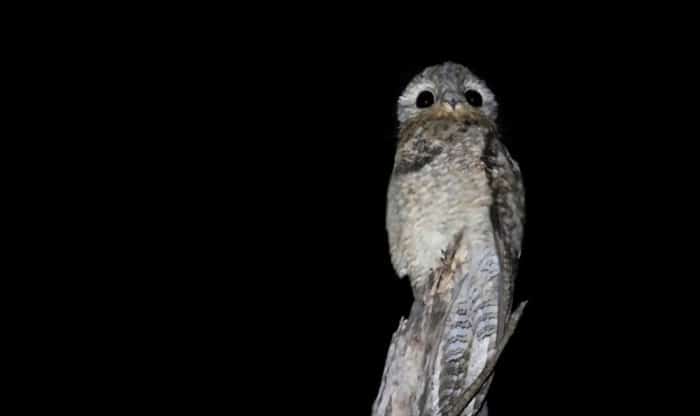 potoo-bird-size