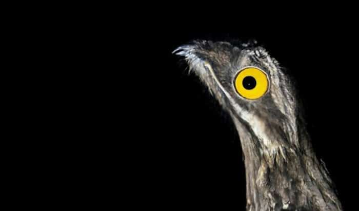 potoo-owl