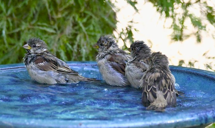 put-a-bird-bath