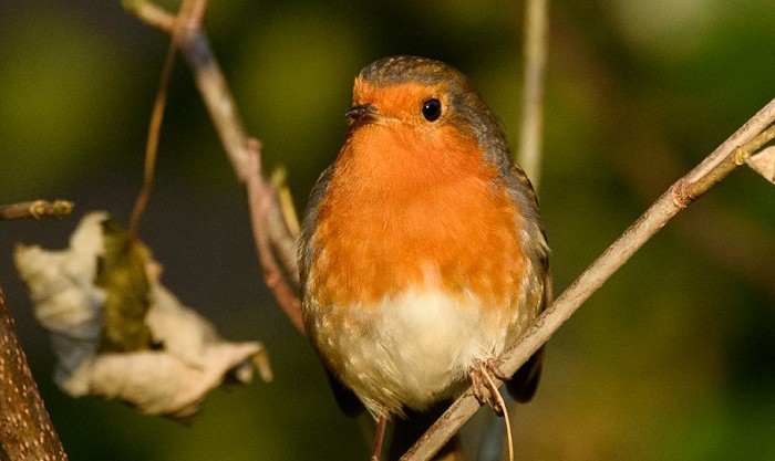 red-robin-bird-meaning