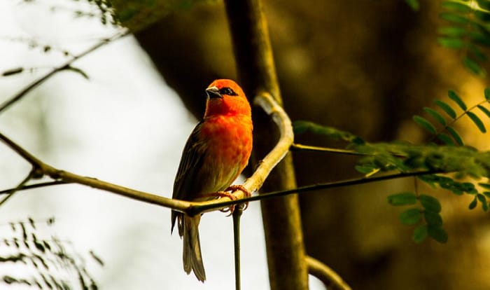 robin-spiritual-meaning