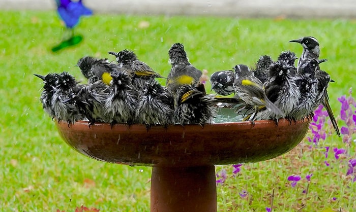 should a bird bath be in the sun or shade