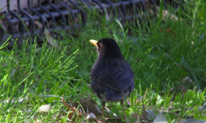 so-many-birds-flying-around-my-house