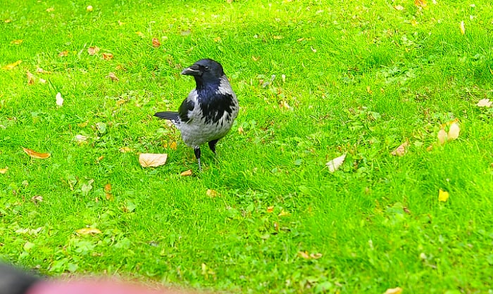 tons-of-birds-in-my-yard