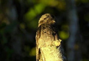 urutau-bird