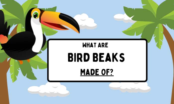 what are bird beaks made of