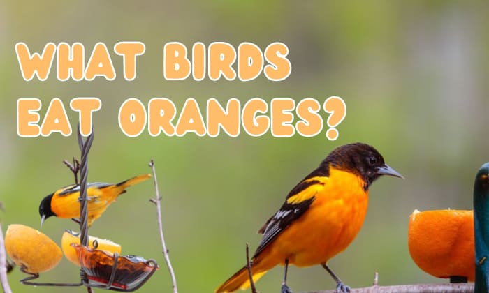 what birds eat oranges