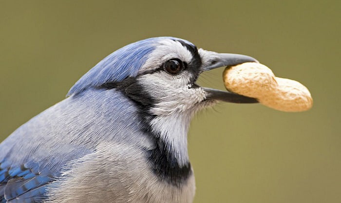 what birds eat peanuts