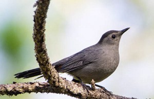 what-birds-eat-yellow-jackets