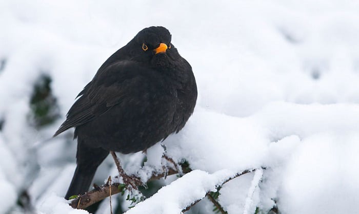 what does a blackbird look like