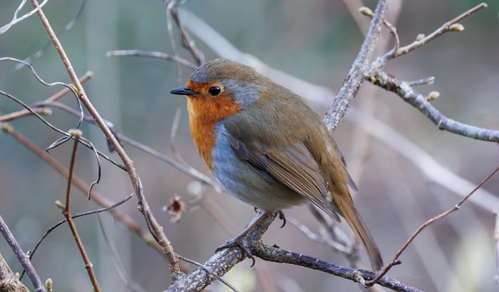 what does it mean when you see a red robin