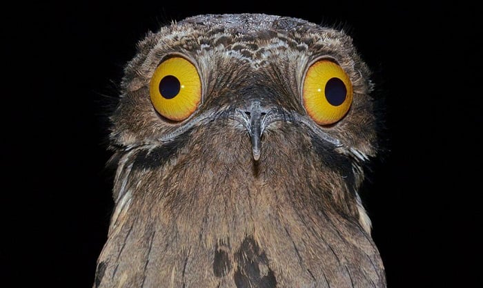 what is a potoo bird