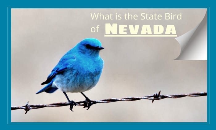 what-is-the-state-bird-of-nevada-things-you-should-know