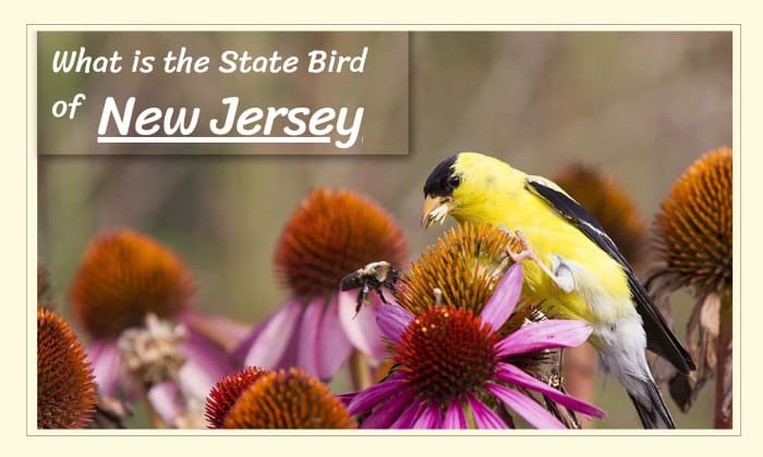 what is the state bird of new jersey