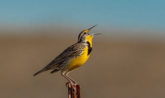 what is the state bird of north dakota