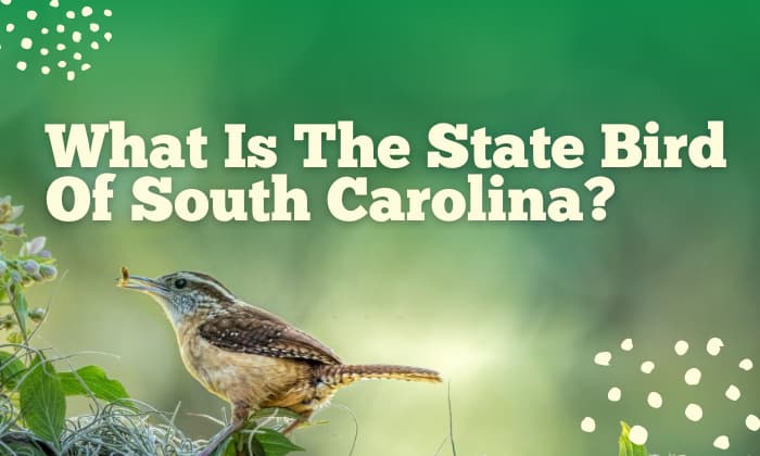 what is the state bird of south carolina
