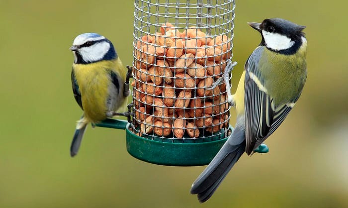 what time of day do birds feed