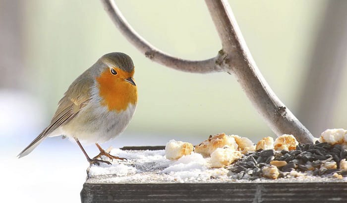 When are Birds Most Active 