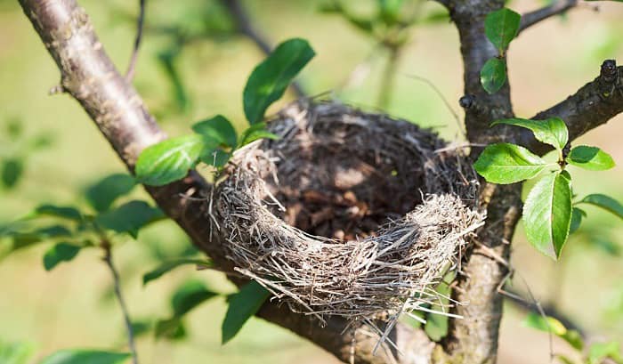 when-do-birds-stop-nesting