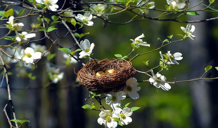 when is the bird nesting season