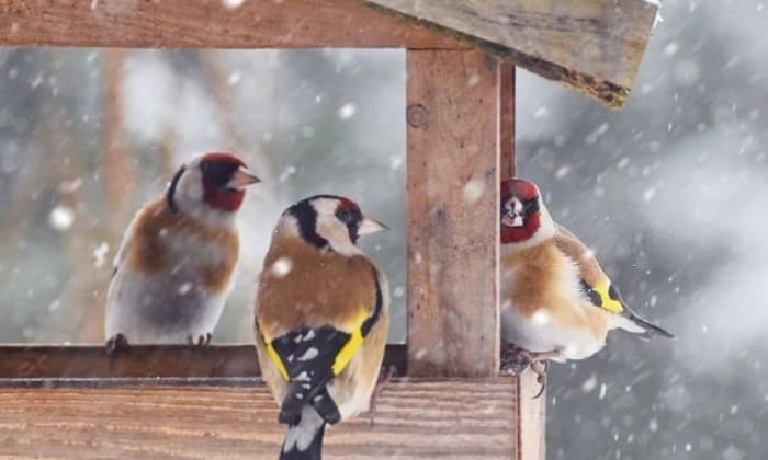 where do birds go when it snows
