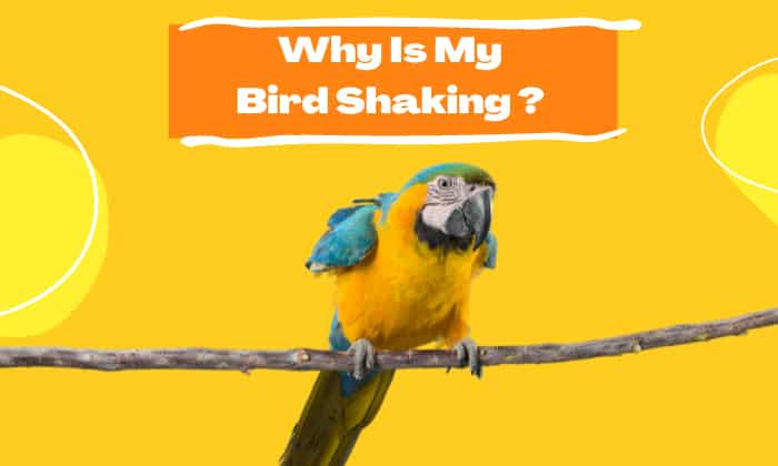 why is my bird shaking