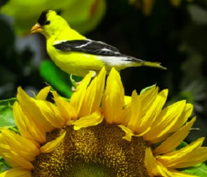 yellow-and-black-bird-new-jersey