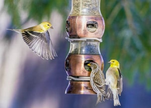 yellow-birds-in-nj