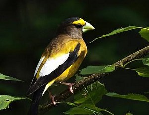 yellow-birds-in-north-dakota