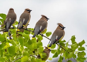 bird-call-sounds-like-whistle