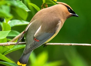 bird-makes-a-high-pitched-whistle