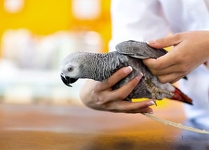 bird-sitting-on-ground-not-moving