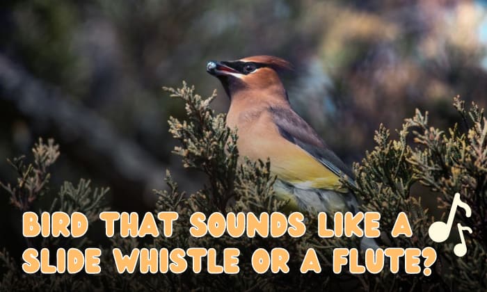6 Bird That Sounds Like a Slide Whistle or a Flute