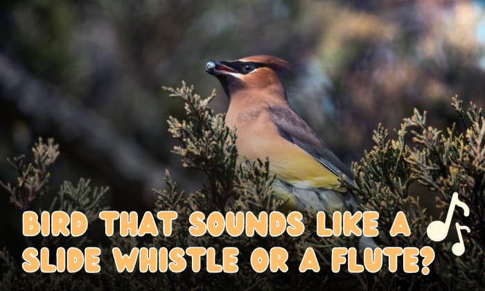 6 Bird That Sounds Like a Slide Whistle or a Flute 6 Bird That Sounds Like a Slide Whistle or a Flute