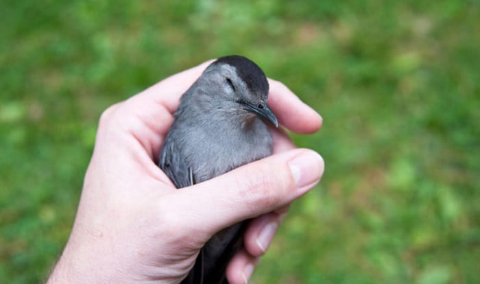 bird-with-broken-neck