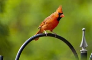 birds-eat-corn