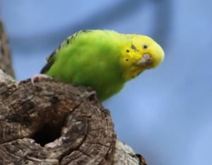 birds-favorite-food
