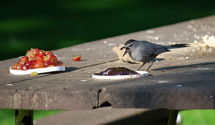 birds-like-grape-jelly