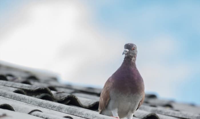 birds-nest-on-house