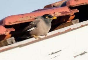 birds-nesting-in-roof-eaves