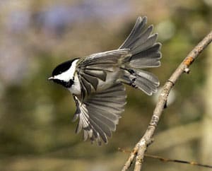 birds-of-maine-images