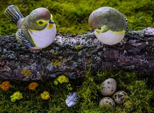 black-capped-birds