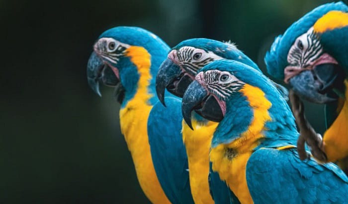 budgies-Petco