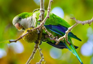 budgies-cost-at-petco