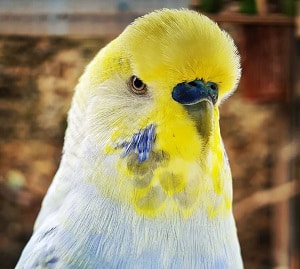 budgies-puff-up